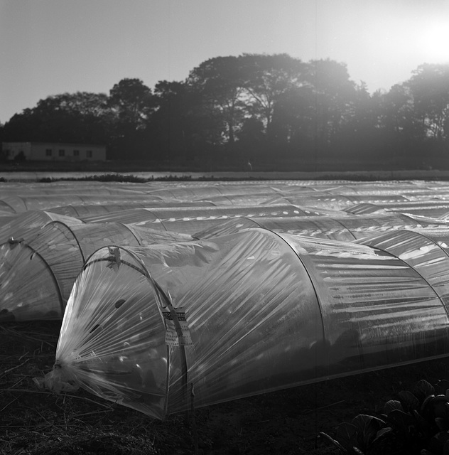 Vegetables grow in easy greenhouses