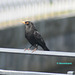 HFF Blackbird watches the town traffic 01