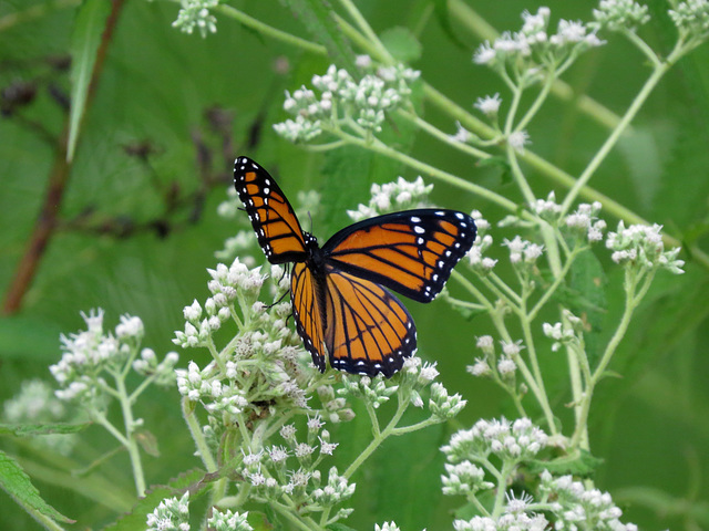 Viceroy butterfly