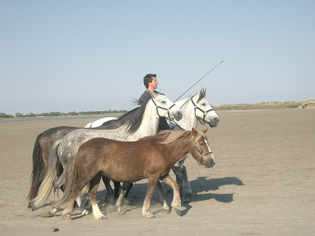 Camargue-Pferde