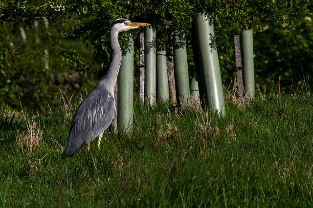 Grey Heron