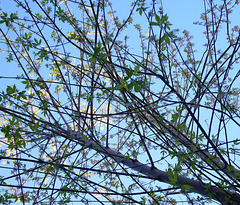 spring canopy