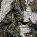 20110519 3181RMw [D~MI] Birkenrinde, Großes Torfmoor, Hille
