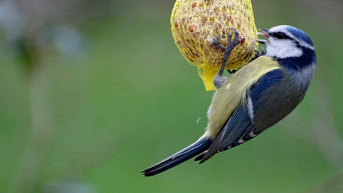 Mésange Bleue