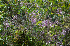 Guatemala, Jungle in the Chocón Machacas Protected Biotope