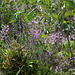 Guatemala, Jungle in the Chocón Machacas Protected Biotope