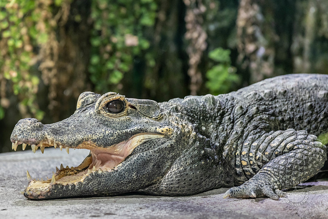 Stumpfkrokodil ++ Osteolaemus tetraspis - Zoo Munich