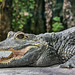 Stumpfkrokodil ++ Osteolaemus tetraspis - Zoo Munich