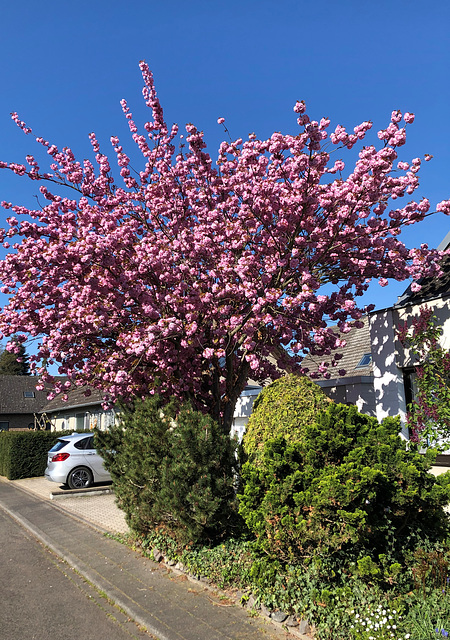 DE - Weilerswist - Frühlingsimpression