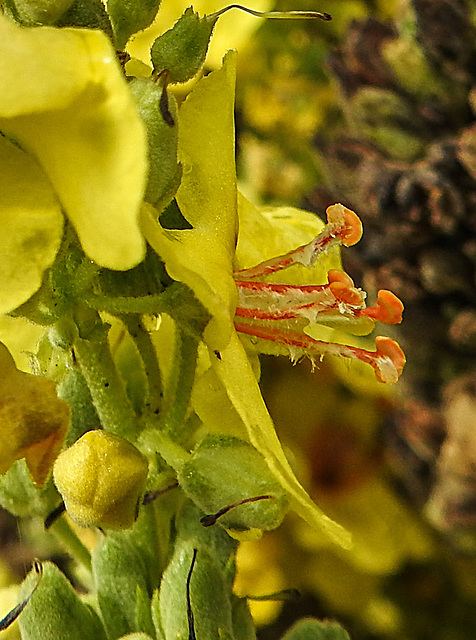 20220908 1651CPw [D~LIP] Prächtige Königskerze (Verbascum speciosum), UWZ, Bad Salzuflen