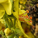 20220908 1651CPw [D~LIP] Prächtige Königskerze (Verbascum speciosum), UWZ, Bad Salzuflen