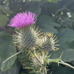 Thistle