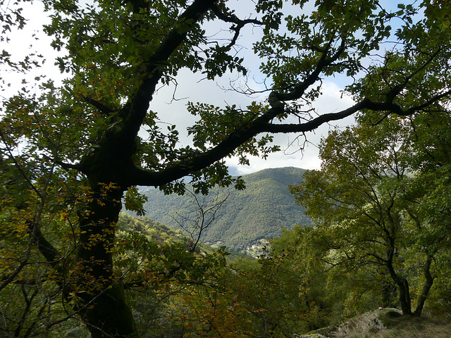 20241013 Rando Col de Bes (Cévennes) (29)