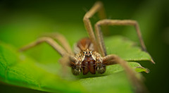 Die Listspinne (Pisaura mirabilis) hat mich angestarrt :)) The lark spider (Pisaura mirabilis) stared at me :)) L'araignée alouette (Pisaura mirabilis) m'a regardé fixement :))