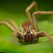 Die Listspinne (Pisaura mirabilis) hat mich angestarrt :)) The lark spider (Pisaura mirabilis) stared at me :)) L'araignée alouette (Pisaura mirabilis) m'a regardé fixement :))