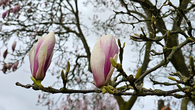 Magnolie kommt.