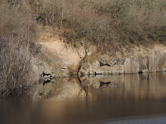 Gipsgestein am 3.Tiefbau