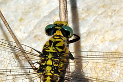 Small Pincertail m thorax markings (Onychogomphus forcipatus)
