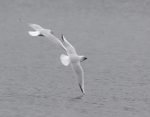 EFA9918blackheadedgulls