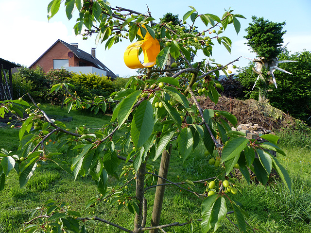 Kirschfruchtfliegenfalle