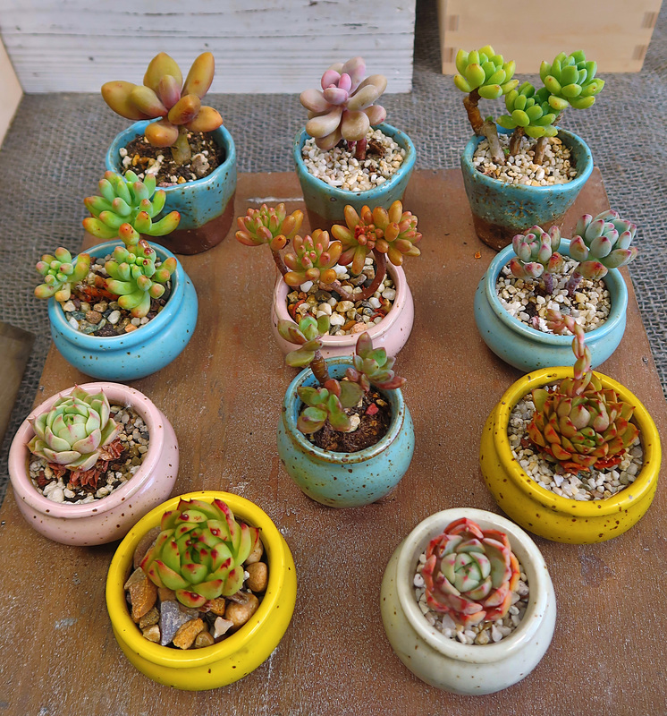Peng succulents