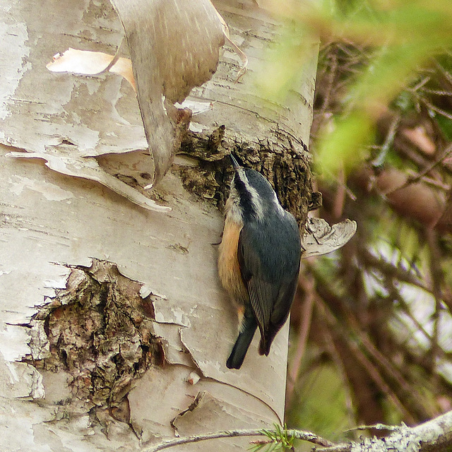 Day 9, Red-breasted Nuthatch, Tadoussac walk