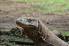 Indonesia, The Dragon from the Island of Komodo