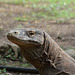 Indonesia, The Dragon from the Island of Komodo