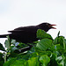 Blackbird with insect