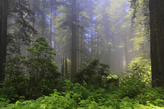 Along the Redwoods Highway