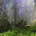 Along the Redwoods Highway