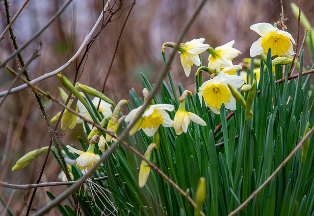 The first of the spring flowers