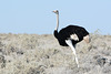 Namibia, Ostrich in Etosha National Park