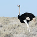 Namibia, Ostrich in Etosha National Park