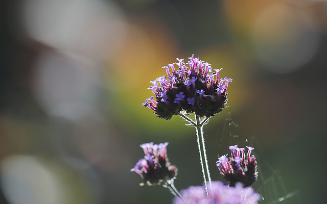 Prendre une petite verveine