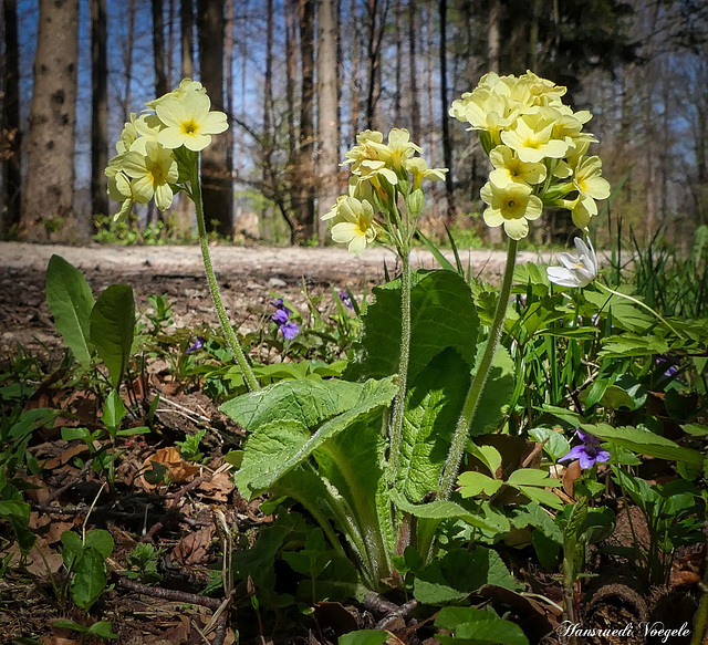 Wald Schlüsselblumen