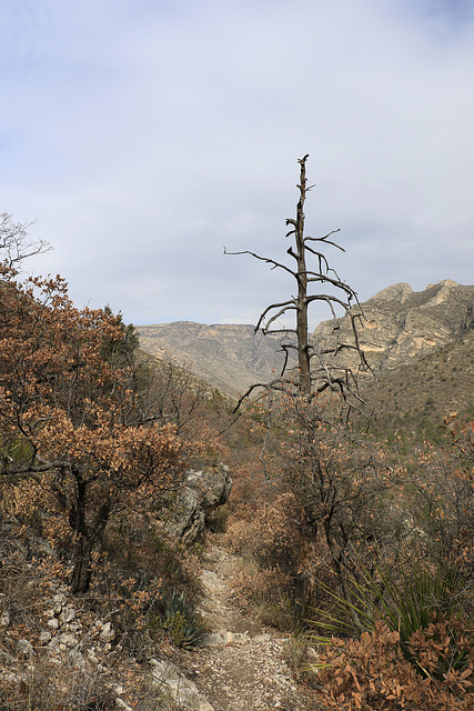 McKittrick Canyon