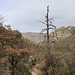 McKittrick Canyon