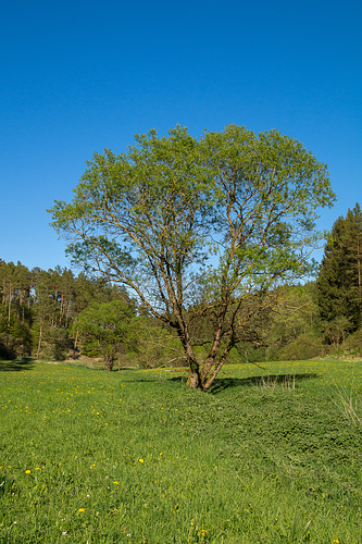 Blankenheim - Lampertstal im Frühjahr