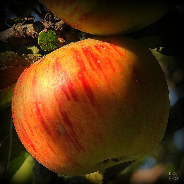 pour vous.. de mon jardin