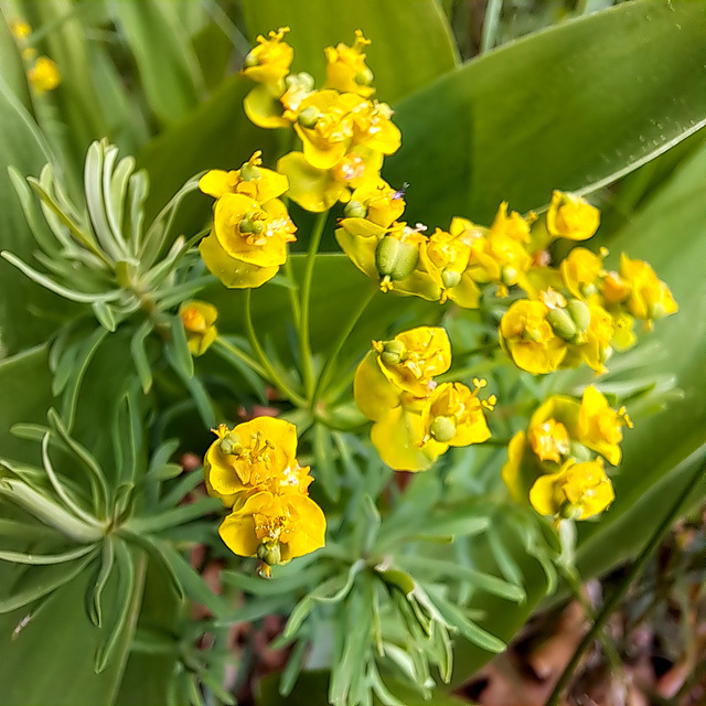 Zypressen-Wolfsmilch (Euphorbia cyparissias)