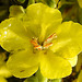 20220908 1653CPw [D~LIP] Prächtige Königskerze (Verbascum speciosum), UWZ, Bad Salzuflen