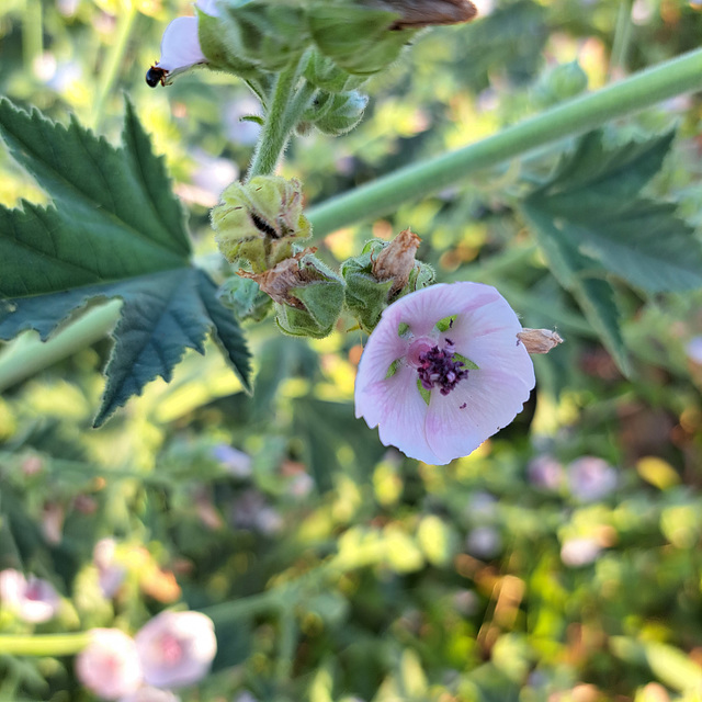 Echter Eibisch (Althaea officinalis)