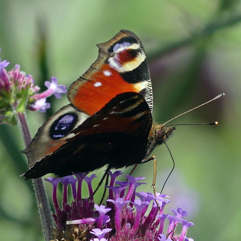 Papillon