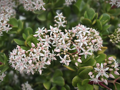 Crassula ovata, Penedos