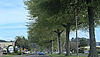 Rotorua Treeline.