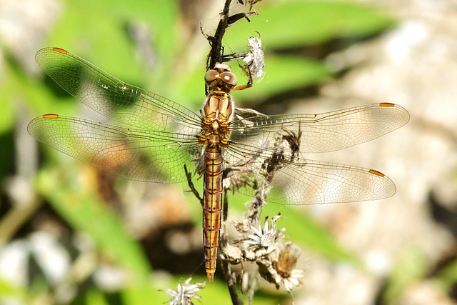 Southern Skimmer f (Orthetrum brunneum)