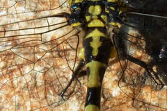 Small Pincertail with anal triangle (Onychogomphus forcipatus) 2