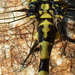 Small Pincertail with anal triangle (Onychogomphus forcipatus) 2