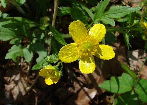 Marsh Buttercup